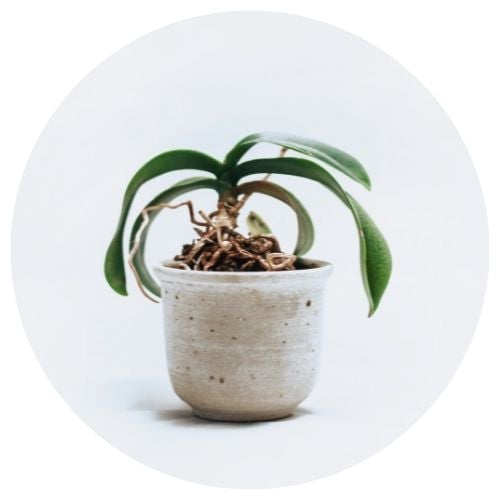 Plant - Send Gifts in Singapore, Same Day Next Day Delivery