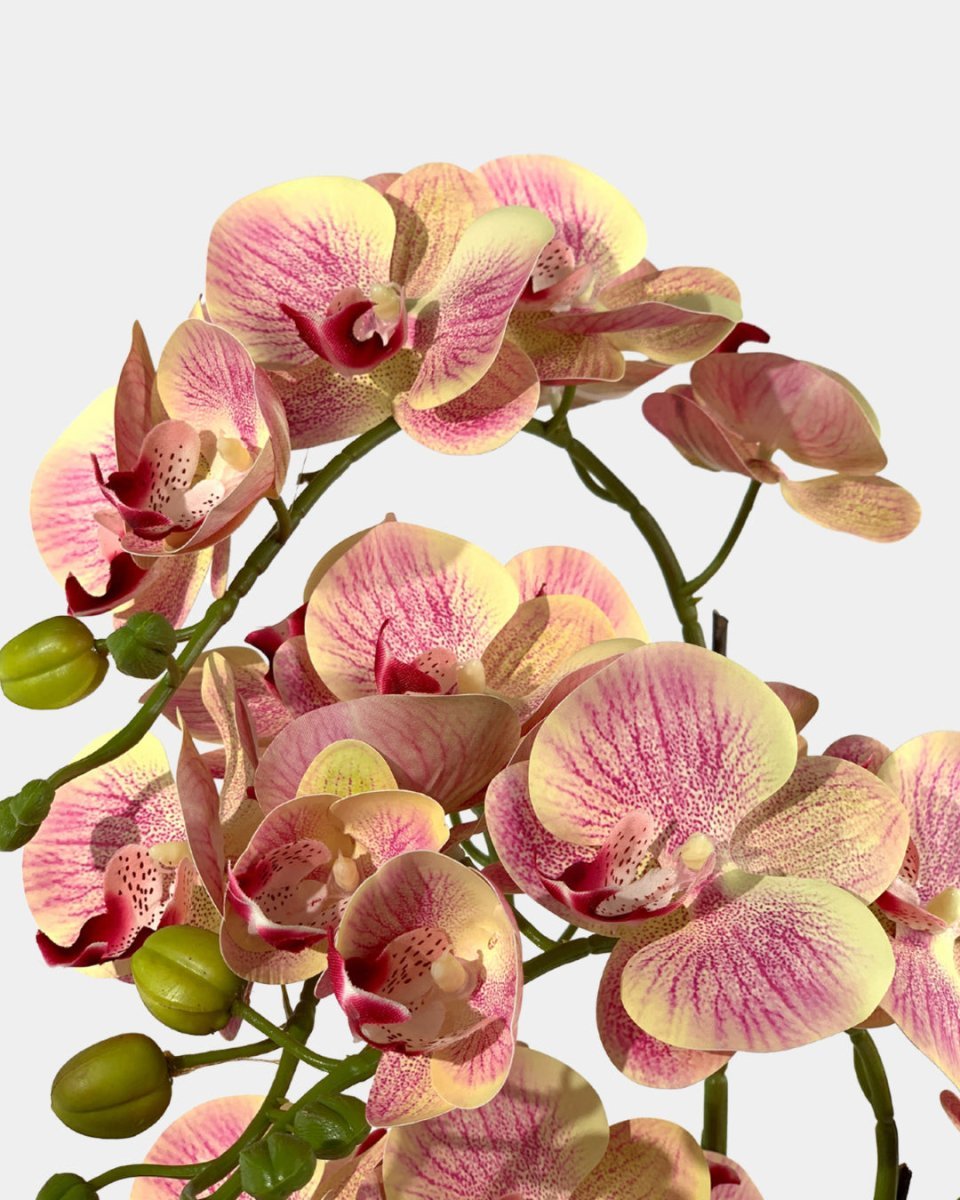 Artificial Crown Phalaenopsis (Life - like Artificial) - Plant Arrangement - coral - Preserved Flowers & Fresh Flower Florist Gift Store